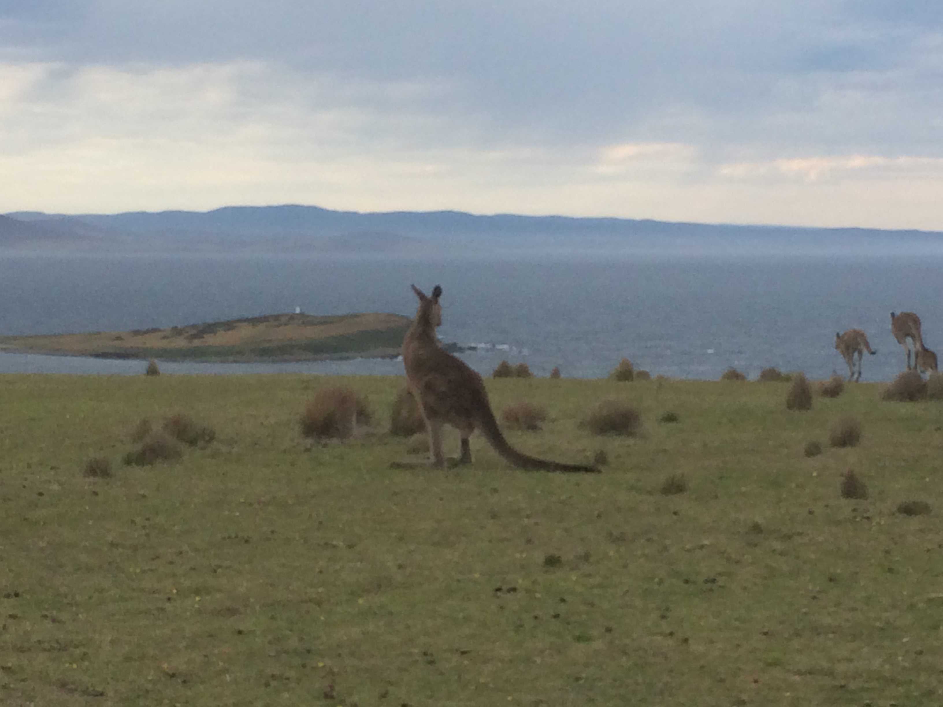 Kangaroo Maria Island